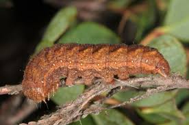 Attēlu rezultāti vaicājumam “Papestra biren”