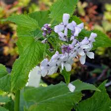 Attēlu rezultāti vaicājumam “Lunaria rediviva flower”