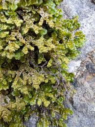 Attēlu rezultāti vaicājumam “Porella platyphylla macro”