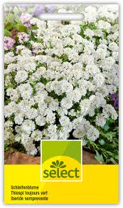 Image result for Schleifenblume