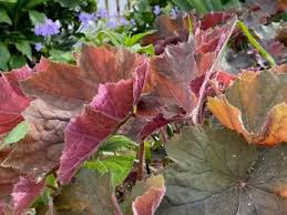 Image result for Heuchera `Swirling Fantasy`