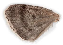 Attēlu rezultāti vaicājumam “Eurois occulta”