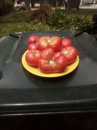 Afbeeldingsresultaat voor caspian pink tomato