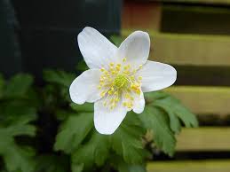 Attēlu rezultāti vaicājumam “Anemone nemorosa flower”