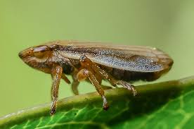 Attēlu rezultāti vaicājumam “Neophilaenus lineatus”