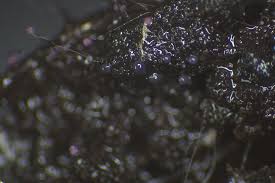 Attēlu rezultāti vaicājumam “Cribraria violacea”