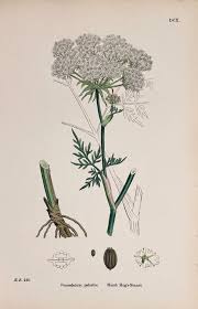 Attēlu rezultāti vaicājumam “Peucedanum palustre”