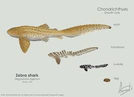 Image result for Stegostoma tigrinum