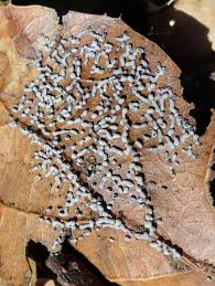 Attēlu rezultāti vaicājumam “Physarum ovisporum macro”