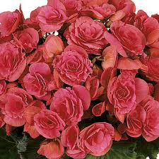 Image result for Бегония Элатиор 12х22 4601887072423