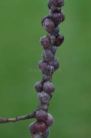 Attēlu rezultāti vaicājumam “Psallus sp. imago”