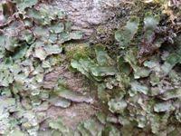 Attēlu rezultāti vaicājumam “Preissia quadrata”