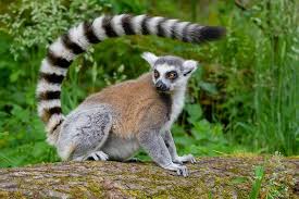 lemur ile ilgili görsel sonucu