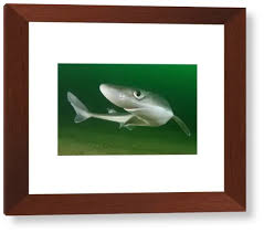 Image result for Squalus acanthias