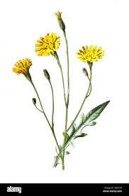 Attēlu rezultāti vaicājumam “Leontodon autumnalis  flower”