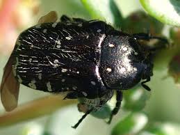 Attēlu rezultāti vaicājumam “Oxythyrea funesta imago”