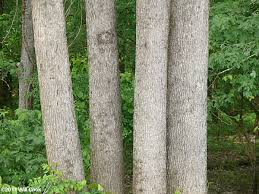 Attēlu rezultāti vaicājumam “Fraxinus pennsylvanica leaf”