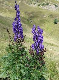 Image result for Aconitum napellus