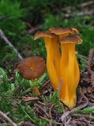 Attēlu rezultāti vaicājumam “Cantharellus lutescens”