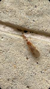 Attēlu rezultāti vaicājumam “Enteridium corticatum”