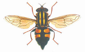 Attēlu rezultāti vaicājumam “Helophilus sp.”