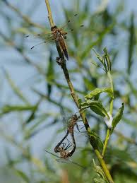 Attēlu rezultāti vaicājumam “Libellula quadrimaculata imago”