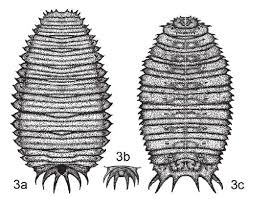 Attēlu rezultāti vaicājumam “Volucella bombylans”