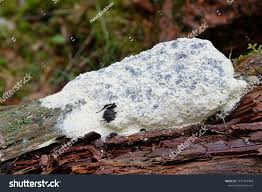 Attēlu rezultāti vaicājumam “Fuligo septica var. flava young”