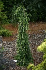 Attēlu rezultāti vaicājumam “Tsuga canadensis”