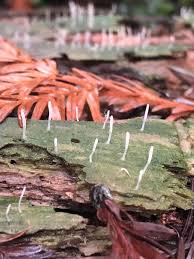 Attēlu rezultāti vaicājumam “Multiclavula mucida”