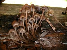 Attēlu rezultāti vaicājumam “Mycena stipata”