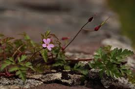 Attēlu rezultāti vaicājumam “Geranium robertianum fruit”