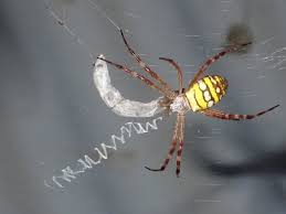 Image result for st andrews cross spider