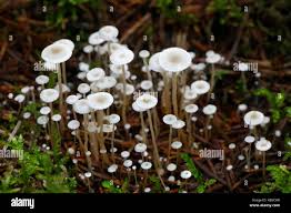Attēlu rezultāti vaicājumam “Collybia tuberosa”
