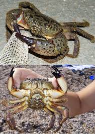 Image result for Eriphia verrucosa