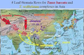 Attēlu rezultāti vaicājumam “Taxus wallichiana”