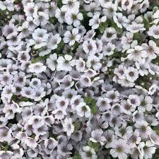 Attēlu rezultāti vaicājumam “Gypsophila fastigiata flower”