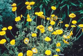 Attēlu rezultāti vaicājumam “Anthemis tinctoria”