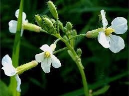 Attēlu rezultāti vaicājumam “Raphanus raphanistrum flower”