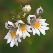 Attēlu rezultāti vaicājumam “Euphrasia”
