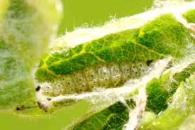 Attēlu rezultāti vaicājumam “Hedya nubiferana”