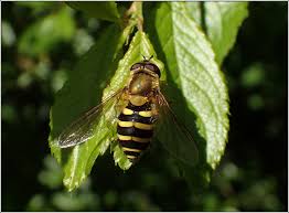 Attēlu rezultāti vaicājumam “Syrphus sp.”