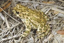 Attēlu rezultāti vaicājumam “Pseudepidalea viridis adult”