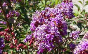 Image result for Lagerstroemia