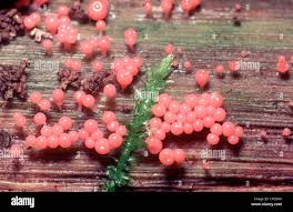 Attēlu rezultāti vaicājumam “Hemitrichia decipiens stalked”
