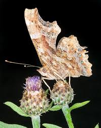 Attēlu rezultāti vaicājumam “Polygonia c-album upperside”
