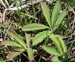 Attēlu rezultāti vaicājumam “Comarum palustre leaf”