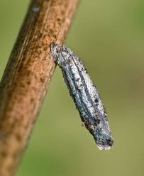 Attēlu rezultāti vaicājumam “Proutia betulina larva”