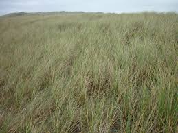 Attēlu rezultāti vaicājumam “Festuca arenaria”