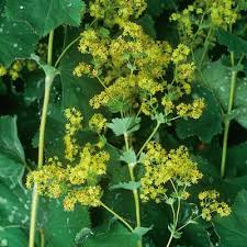 Attēlu rezultāti vaicājumam “Alchemilla subcrenata  flower”